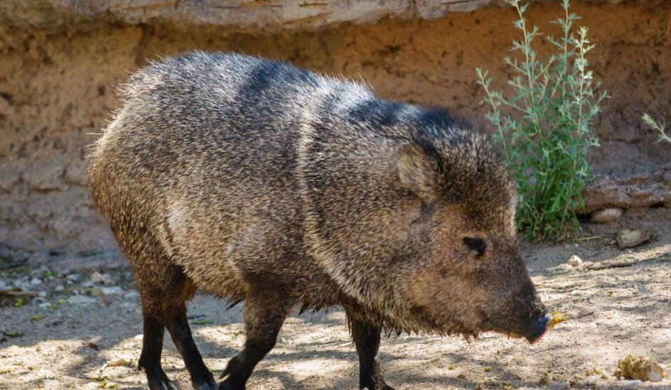 Living Desert Zoo and Gardens State Park, United States